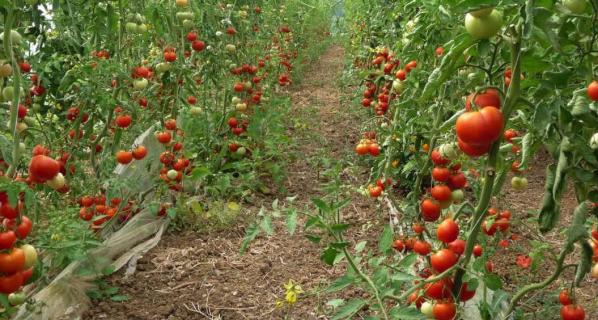 Agriculture tomates pour seniors