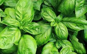 Basilic