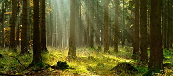 Maladies chroniques et les arbres