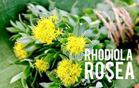 Rhodiola rosea